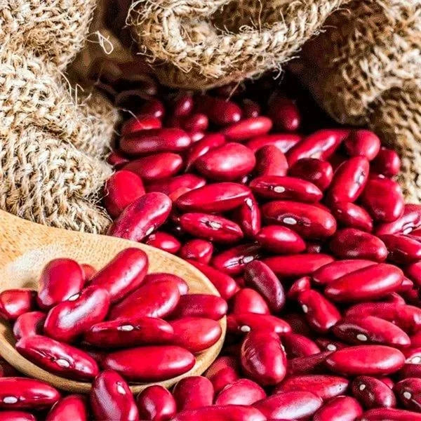 Bean Seeds (Organic) - Light Red Kidney