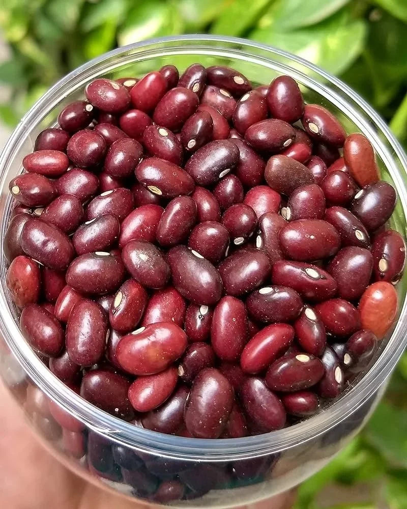 Bean Seeds (Organic) - Light Red Kidney