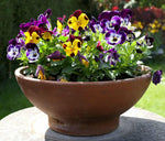 Natural Rose Picotee pansy seeds for delicate two - tone floral borders - Dharaseeds