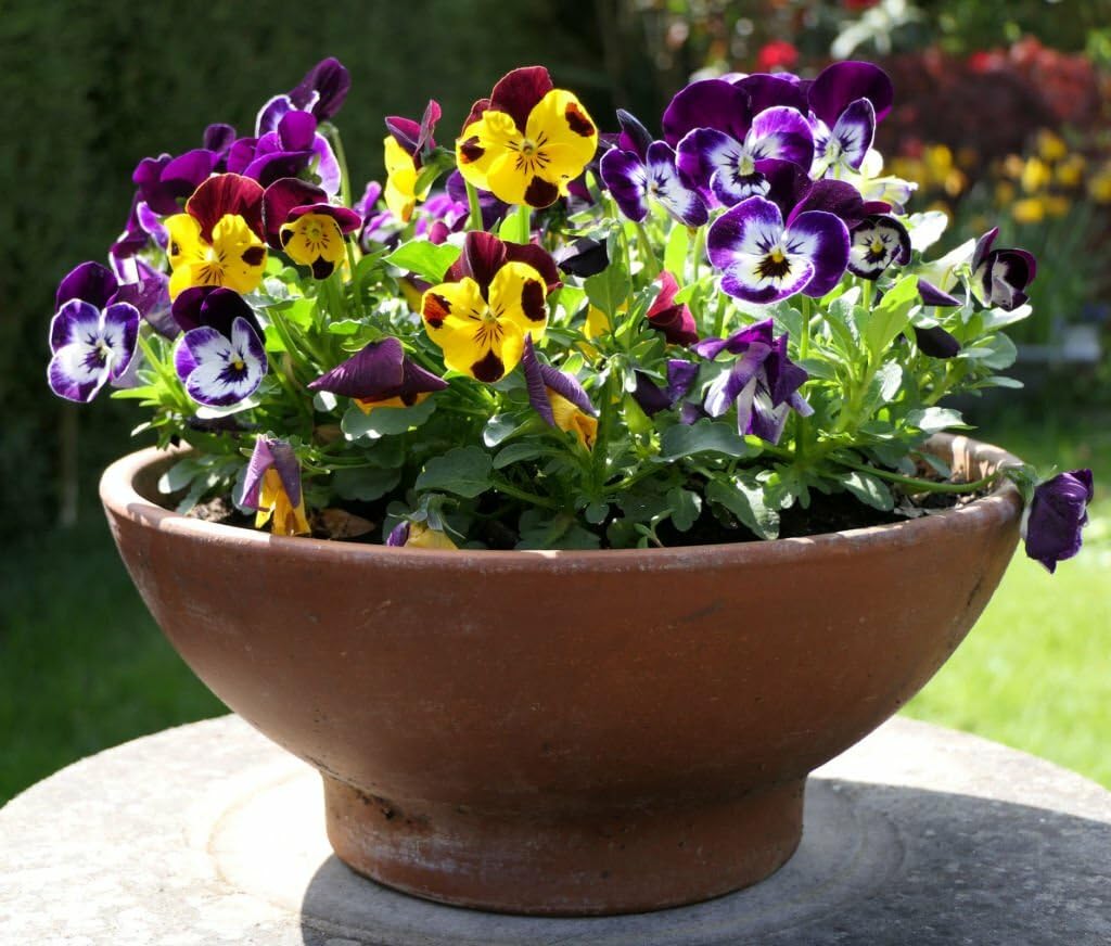 Natural Rose Picotee pansy seeds for delicate two - tone floral borders - Dharaseeds