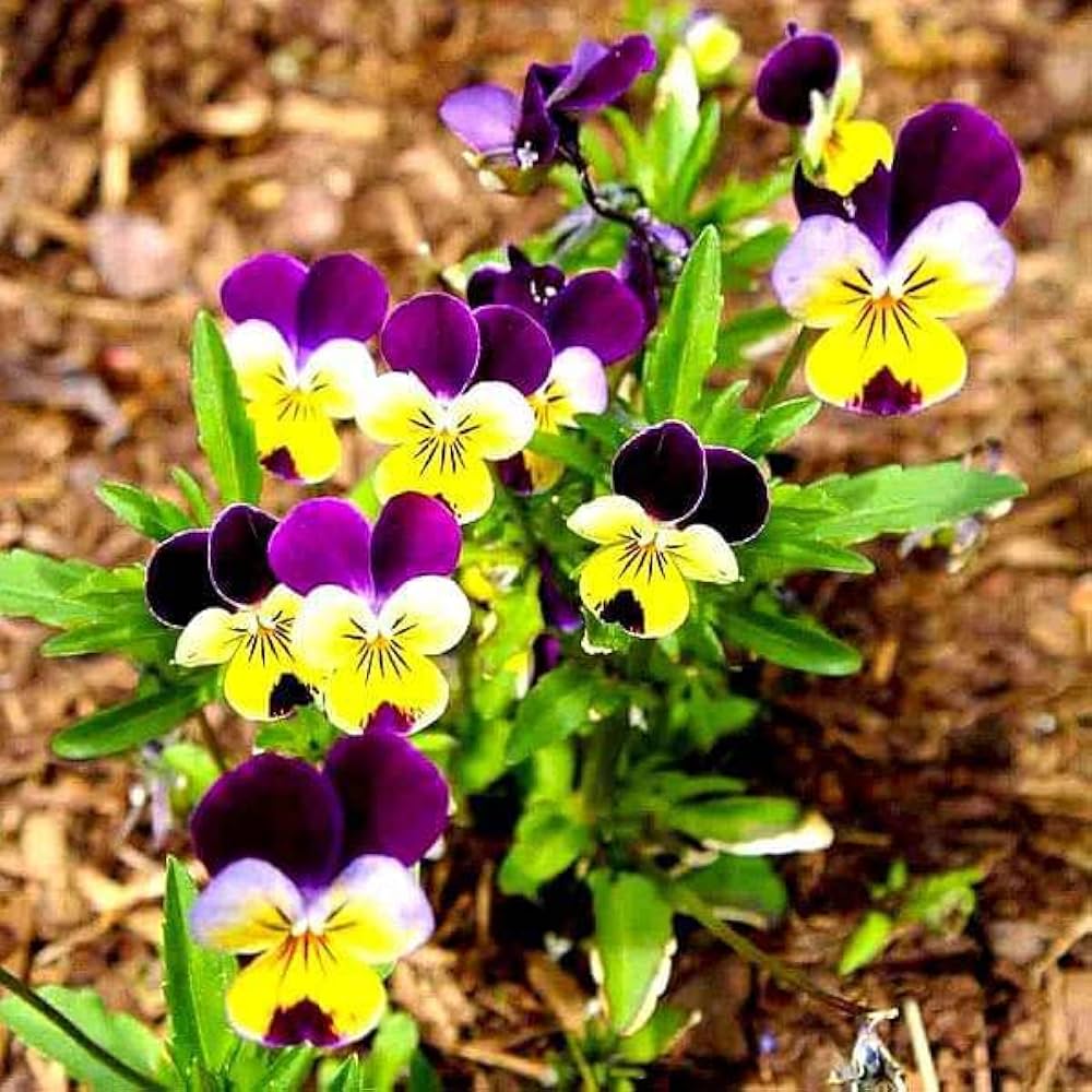 Natural Rose Picotee pansy seeds for delicate two - tone floral borders - Dharaseeds