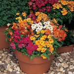 Nemesia Sundrop Dwarf Imported heirloom non-gmo organic garden seeds