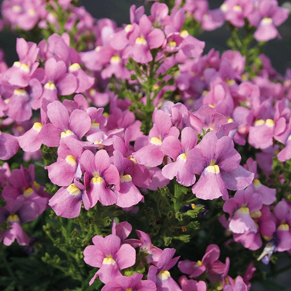 Nemesia Flower Seeds for Planting, Pink Poetry Blooms, 100 pcs for planting in your garden.