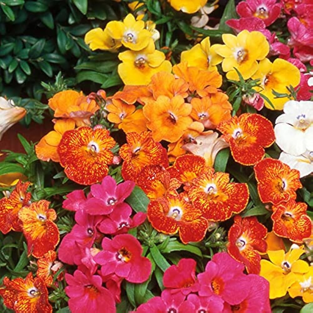 Nemesia Poetry Rose flower seeds – delicate spring blooms for beds and pots - Dharaseeds