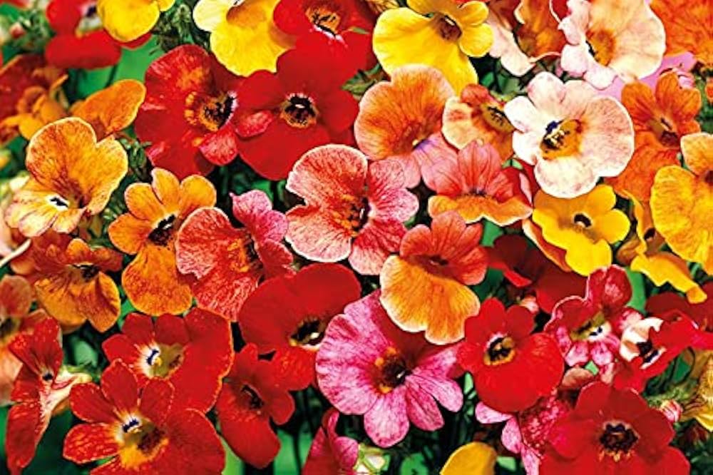 Nemesia Poetry Rose flower seeds – delicate spring blooms for beds and pots - Dharaseeds