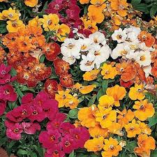 Nemesia Poetry Rose flower seeds – delicate spring blooms for beds and pots - Dharaseeds