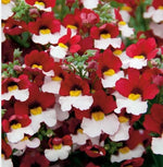 Nemesia Red White Open Pollinated heirloom non-gmo organic garden seeds