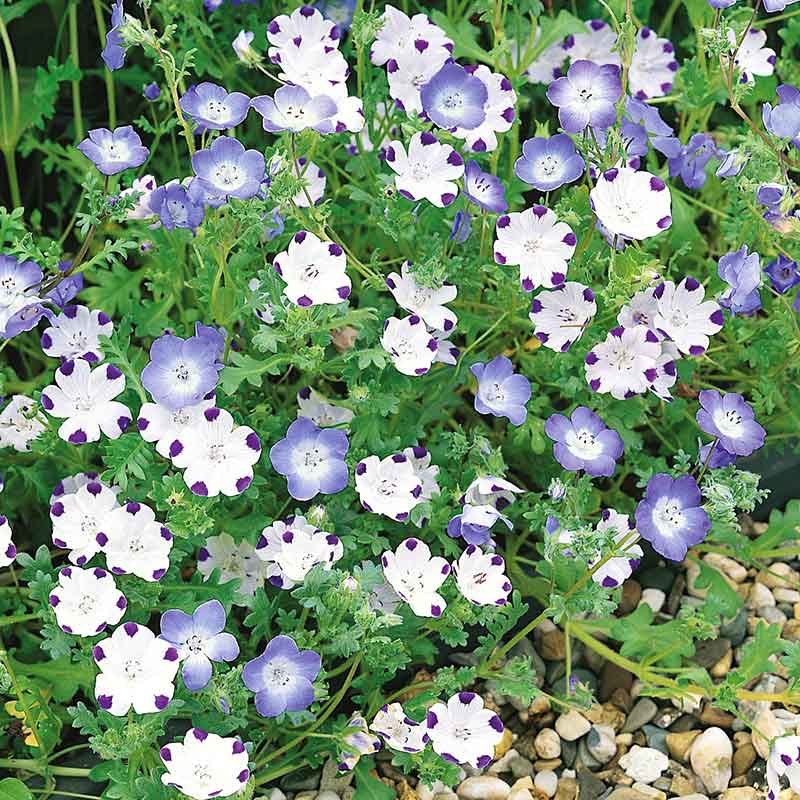 flowers high quality flower seeds for growing vibrant and colorful blooms in home gardens and landscapes organic flowers premium organic flower seeds for sustainable gardening and beautiful blossoms suitable for all climates