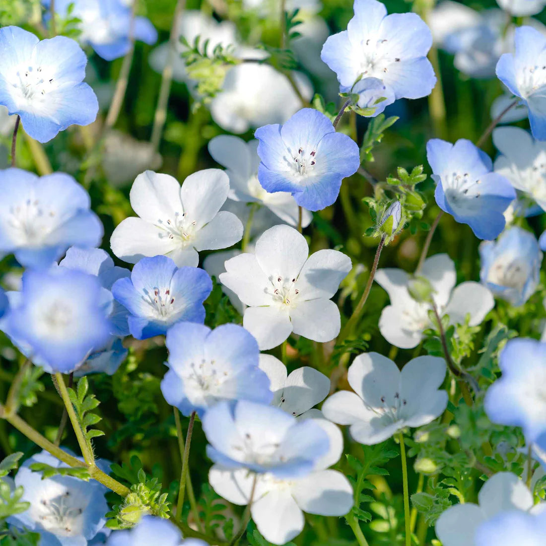 Nemophila Seeds - Snow White