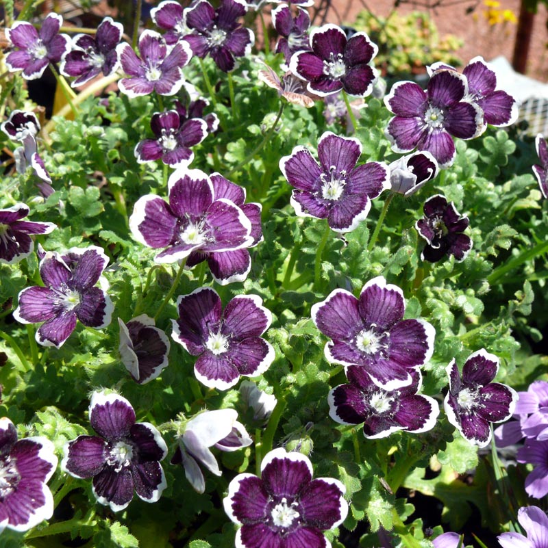 Black Menziesii Flower Seeds for Planting - 100 pcs