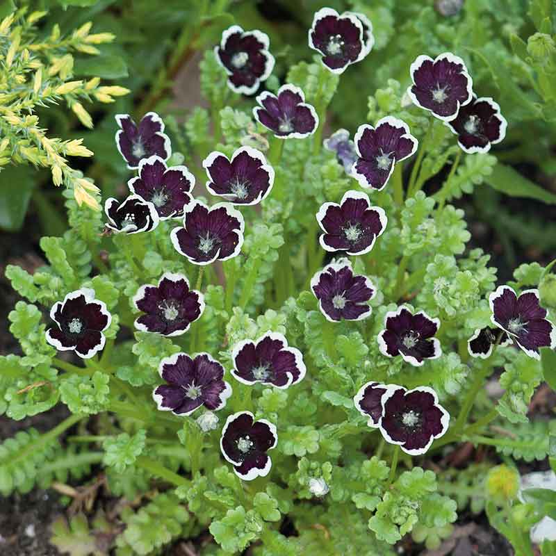 flowers high quality flower seeds for growing vibrant and colorful blooms in home gardens and landscapes organic flowers premium organic flower seeds for sustainable gardening and beautiful blossoms suitable for all climates