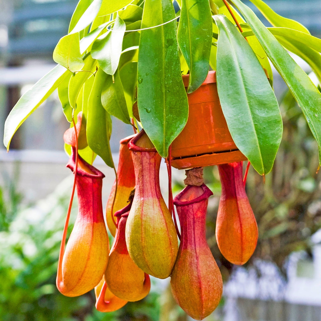 Nepenthes plant growing from seeds in container