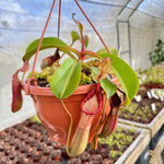 Nepenthes seeds for indoor pitcher plant growing