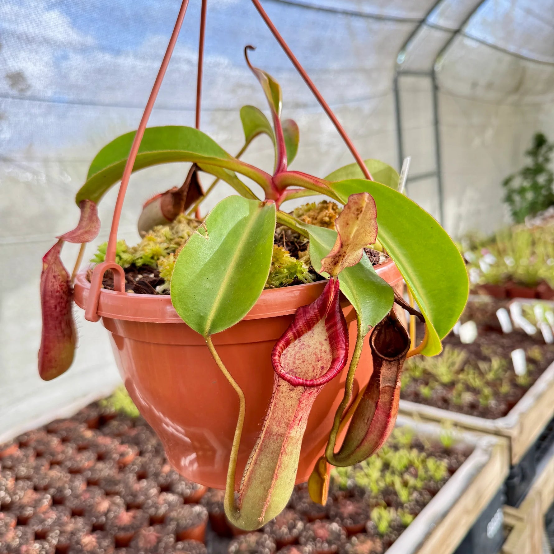 Nepenthes seeds for indoor pitcher plant growing
