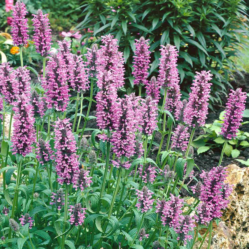 Catmint Pink Unique Bloom Plant Seeds