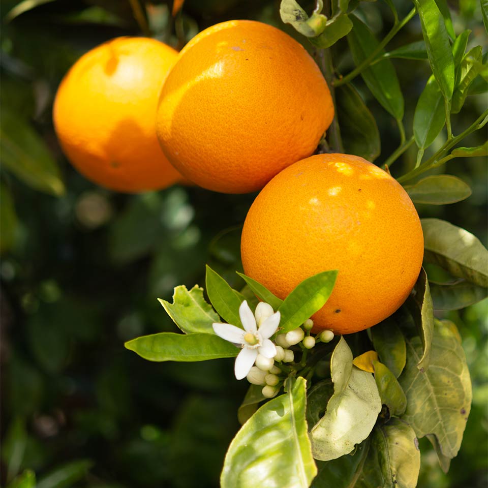 Neroli (Citrus aurantium) Seeds