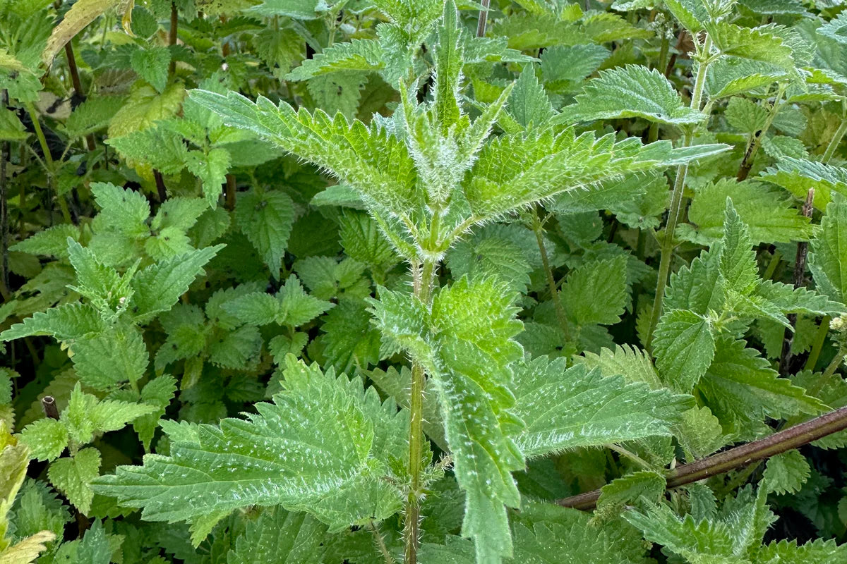 Stinging Nettle Seeds