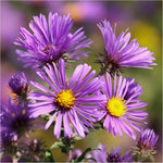 New England Aster Seeds – Hardy Fall - Blooming Perennial Wildflower - Dharaseeds