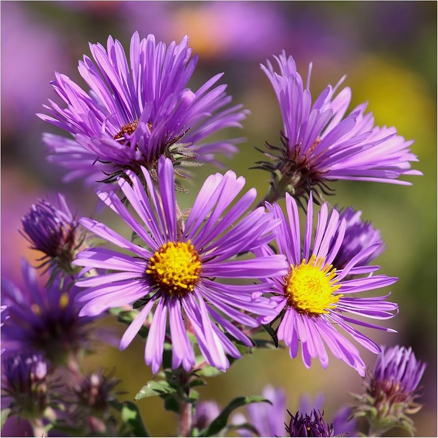 New England Aster Seeds – Hardy Fall - Blooming Perennial Wildflower - Dharaseeds