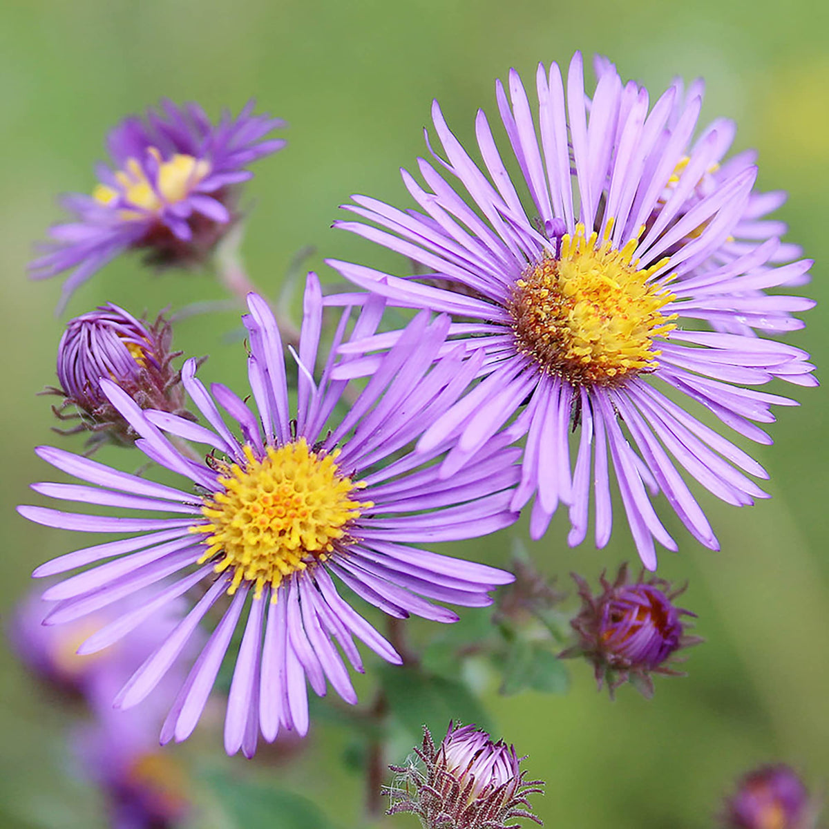 New England Aster Seeds – Hardy Fall - Blooming Perennial Wildflower - Dharaseeds