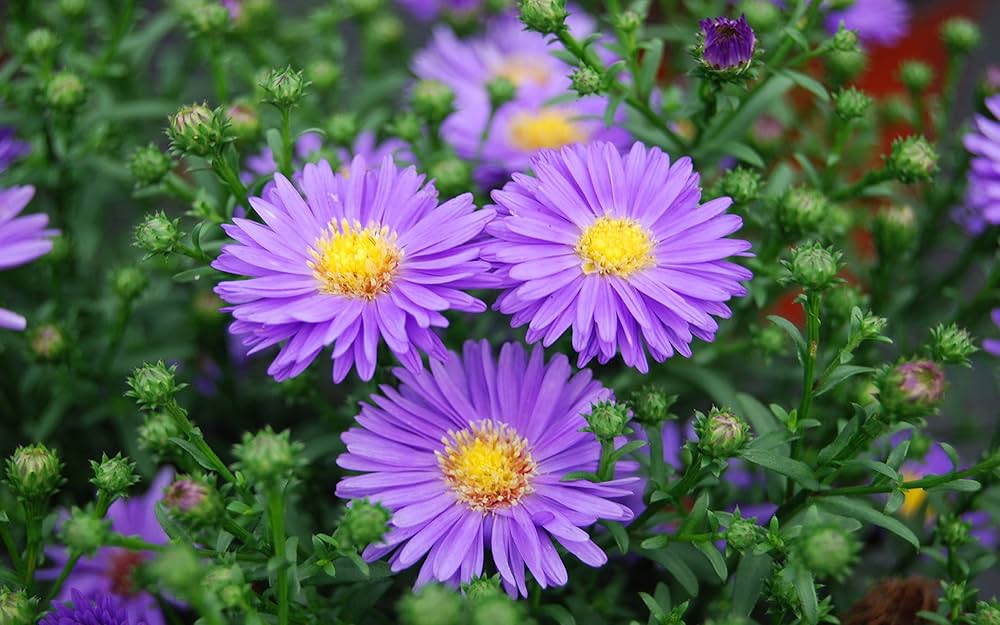 New England Aster Seeds – Hardy Fall - Blooming Perennial Wildflower - Dharaseeds