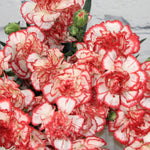 Red (Red scientific name) for planting in garden