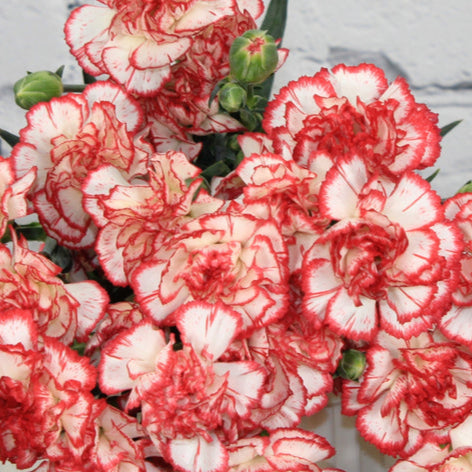 Red (Red scientific name) for planting in garden