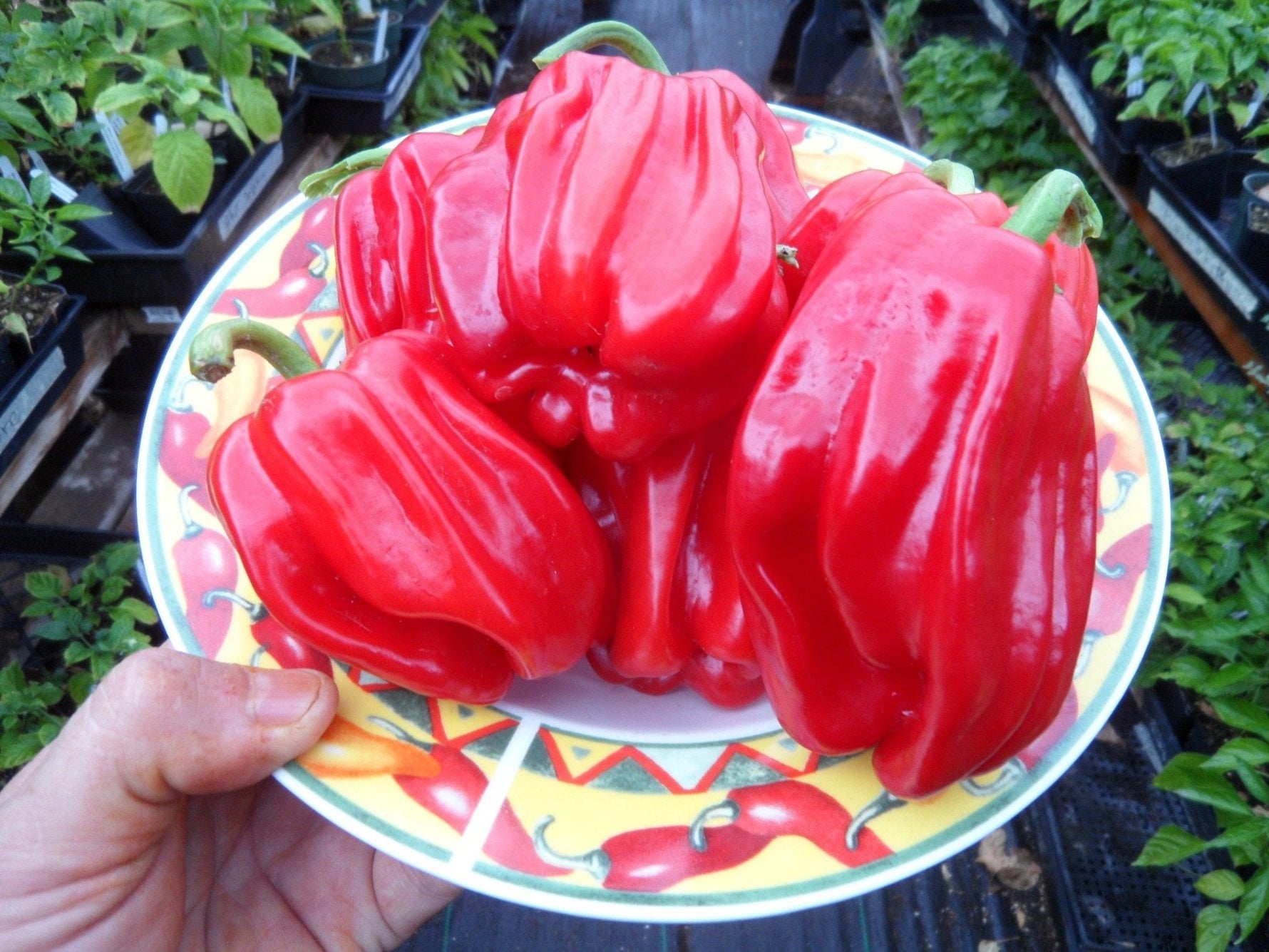 Nicaragua Criolla de Cocina Pepper Seeds – Authentic Heirloom Variety - Dharaseeds