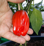 Nicaragua Criolla de Cocina Pepper Seeds – Authentic Heirloom Variety - Dharaseeds