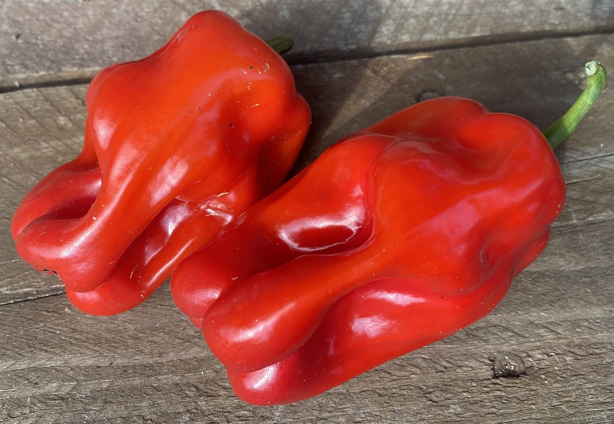 Nicaragua Criolla de Cocina Pepper Seeds – Authentic Heirloom Variety - Dharaseeds