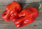 Nicaragua Criolla de Cocina Pepper Seeds – Authentic Heirloom Variety - Dharaseeds