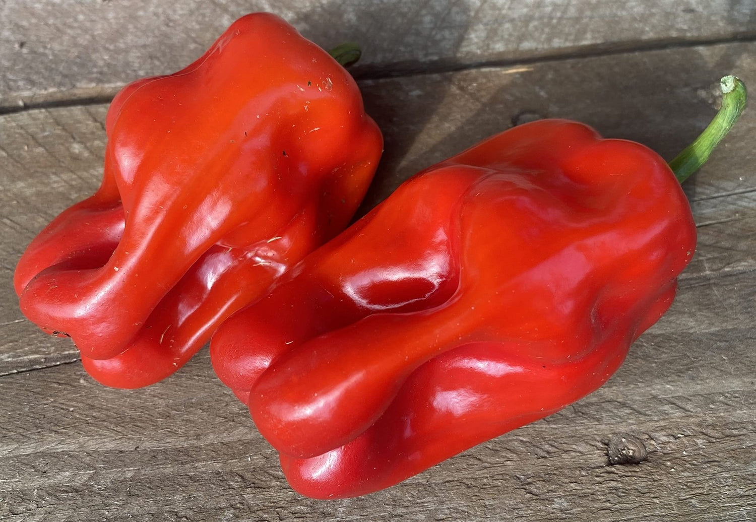 Nicaragua Criolla de Cocina Pepper Seeds – Authentic Heirloom Variety - Dharaseeds