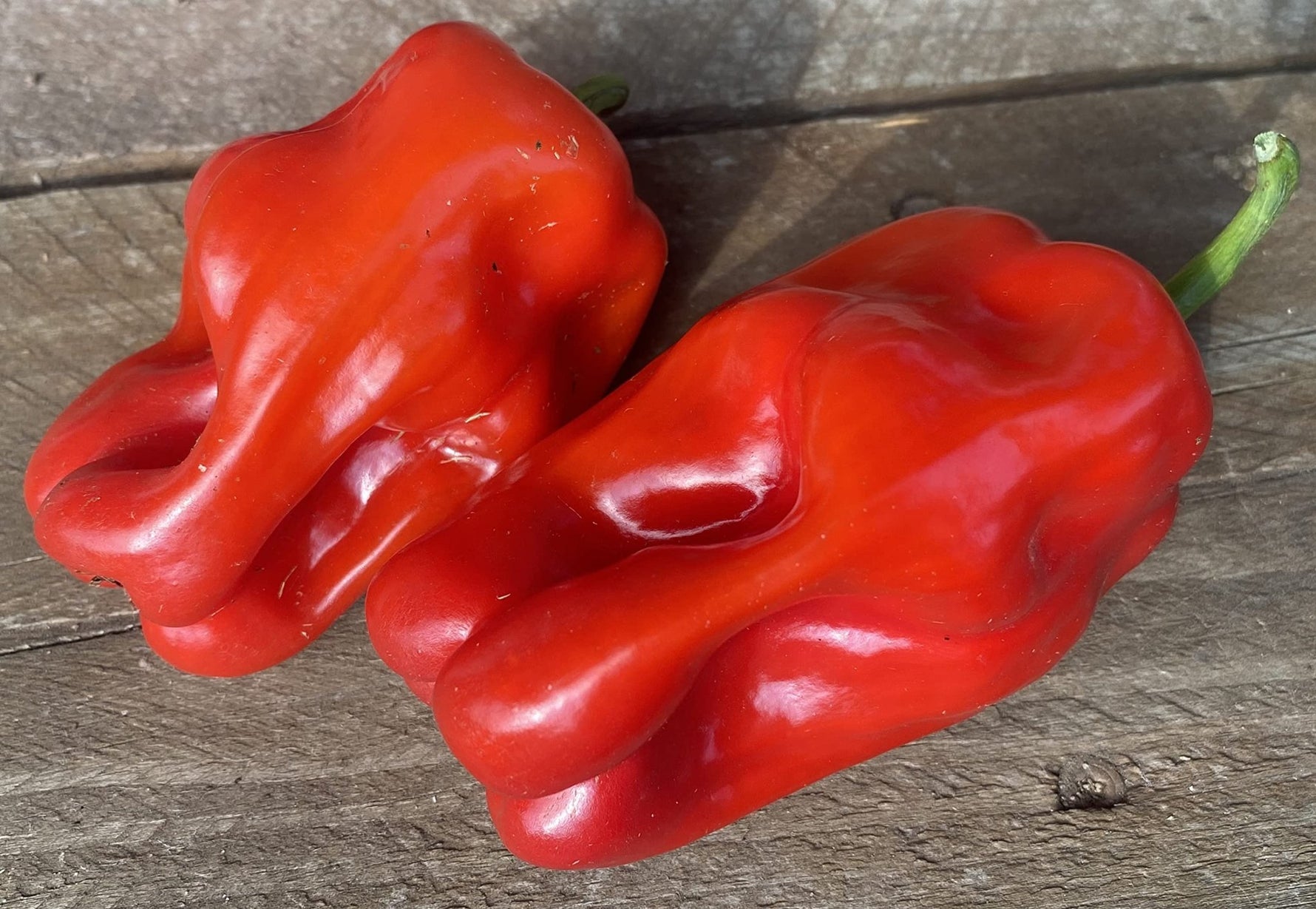 Nicaragua Criolla de Cocina Pepper Seeds – Authentic Heirloom Variety - Dharaseeds