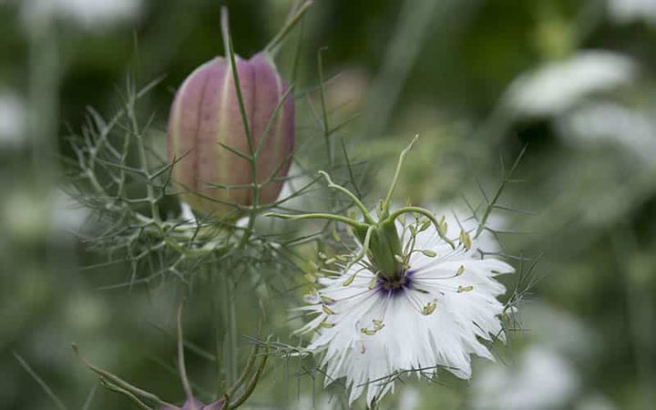 White Autumn Flower Seeds for Planting - 100