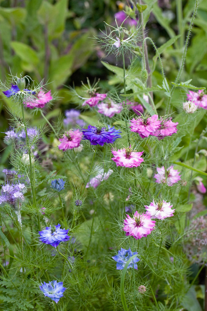 Damascena Flower Seeds for Planting - 100 pcs