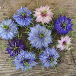 Nigella Persian Jewels Love In A Mist Imported heirloom non-gmo garden seeds