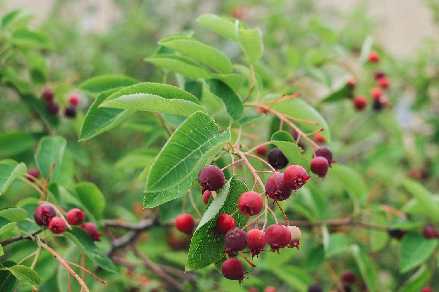 Serviceberry – Sweet, Juicy Berries with a Burst of Flavor