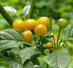Nipple Pepper Vegetable Seeds for Planting - 100 Pcs pcs - Dharaseeds
