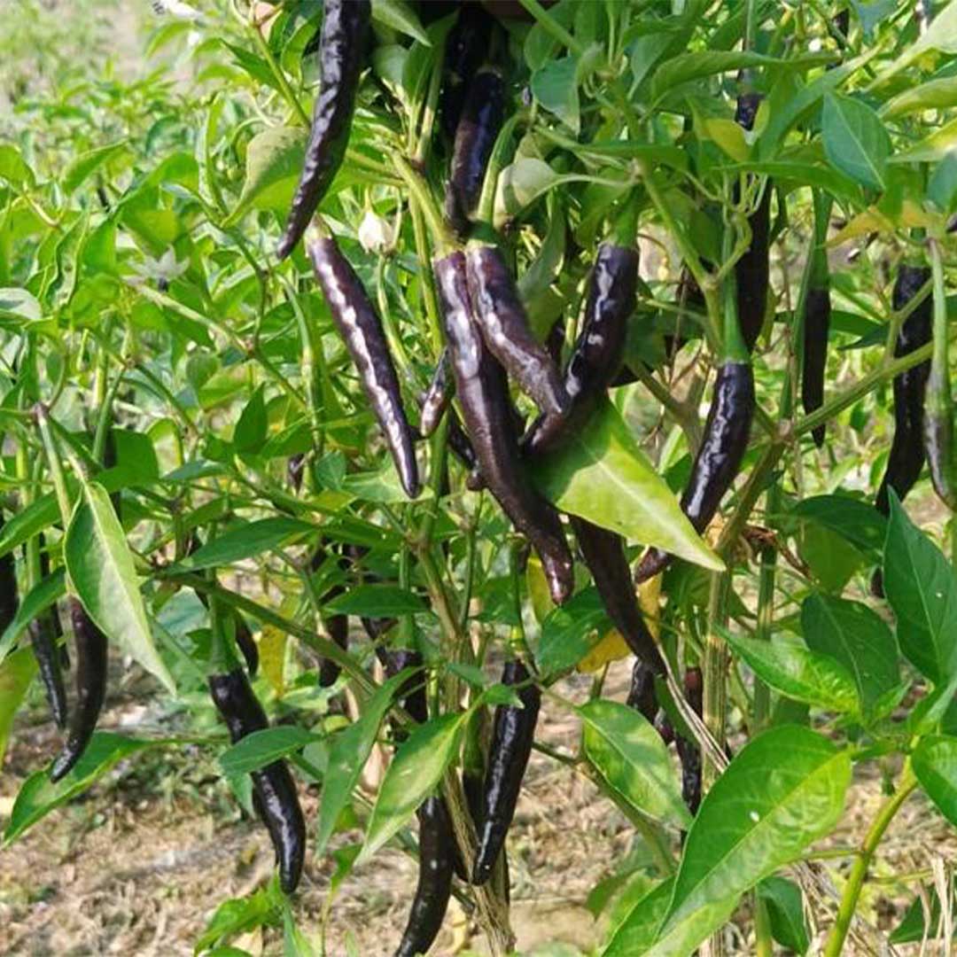 Chili Seeds for Planting Violet Red - heirloom & Non-GMO Seeds