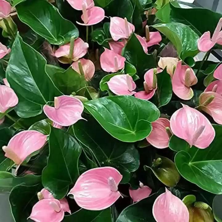 Anthurium Andraeanum Flower Seeds for Planting – Exotic Tropical Indoor Garden Blooms