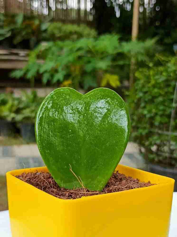 Heirloom Non-GMO Green Hoya Kerrii Flower Seeds for Garden Planting – Heart-Shaped Blooms