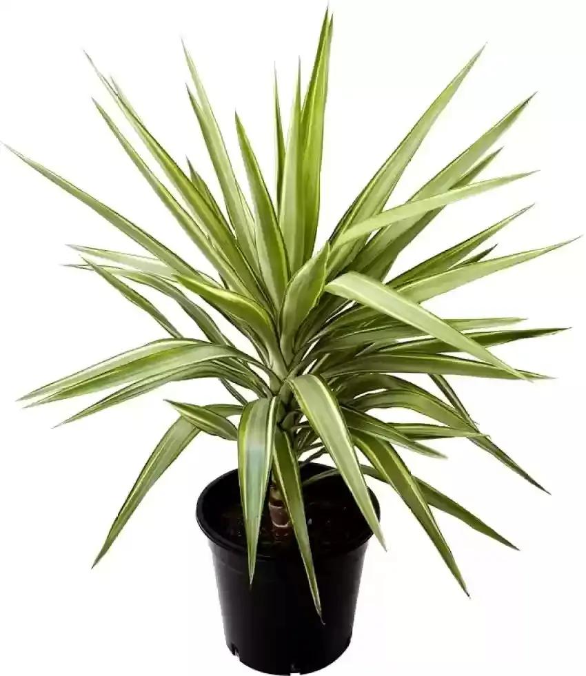 Green Dracaena Palm Plant Seeds for Garden - NON GMO Seeds for planting in home garden