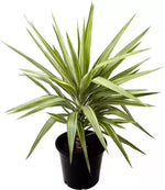 Green Dracaena Palm Plant Seeds for Garden - NON GMO Seeds for planting in home garden