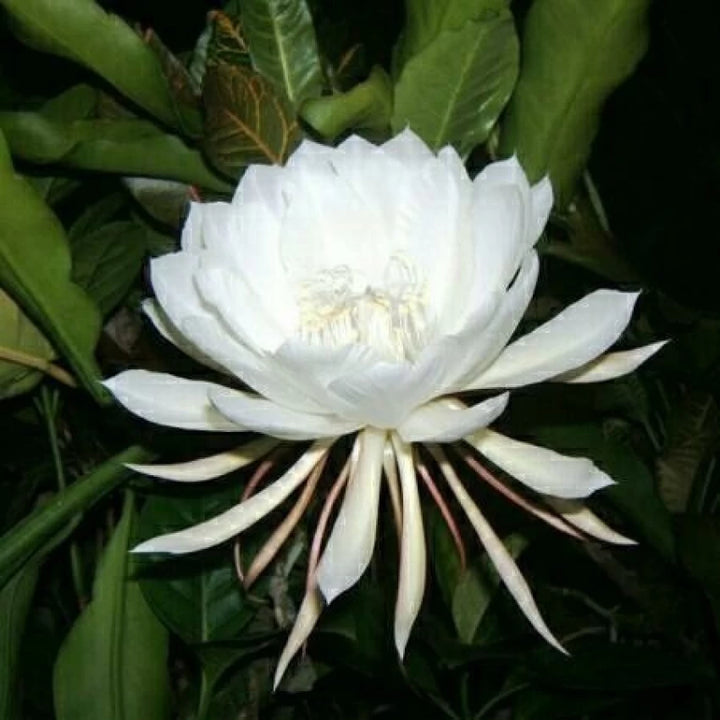 Cereus Flower Seeds for Planting, 100