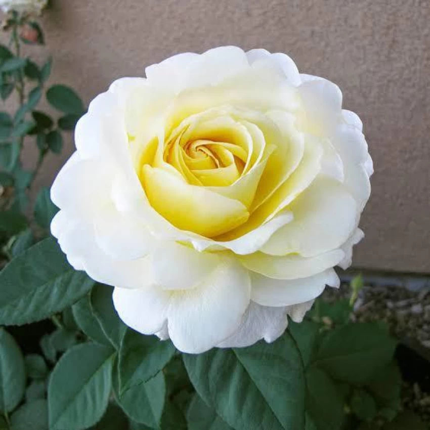 White Yellow Rose Plant Seeds for Planting Non-GMO Heirloom Garden Seeds for Growing Beautiful Flowers seeds for planting in home garden
