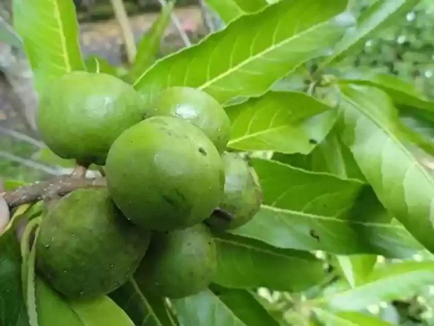 Heirloom Rudraksha Sacred Tree Seeds – Non‑GMO Spiritual Garden Seeds for planting in home garden
