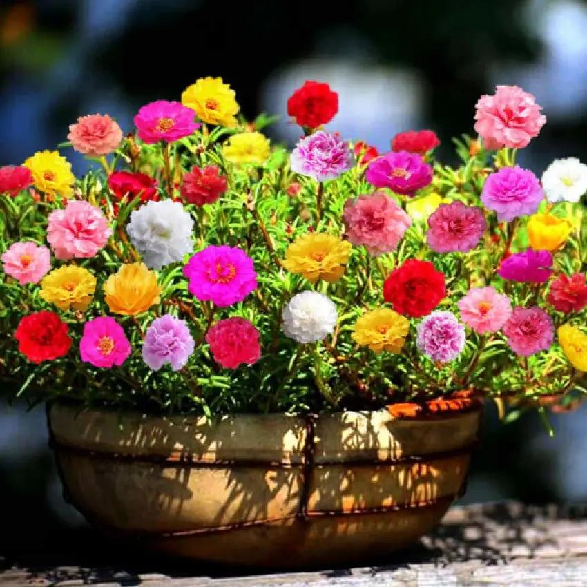 Mixed Miniature Rose Plant Seeds for Planting - Non-GMO Heirloom Garden Seeds for Growth for planting in home garden