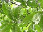 Heirloom Rudraksha Sacred Tree Seeds – Non‑GMO Spiritual Garden Seeds Dhara Seeds