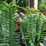 Green Pedilanthus Planting Seeds for Garden NON GMO Seeds Dhara Seeds