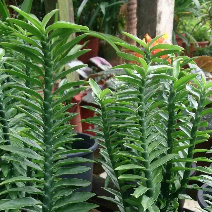 Green Pedilanthus Planting Seeds for Garden NON GMO Seeds Dhara Seeds